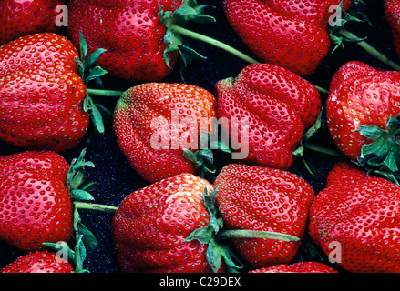 Macro Close up de fraisiers jardin fraîchement cueillies Banque D'Images