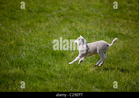 Un jeune agneau courir et sauter dans un champ vert. Banque D'Images