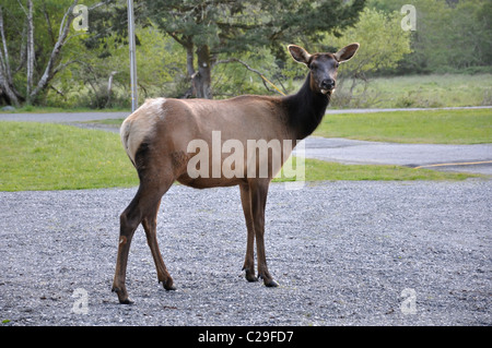 Le wapiti, Wapiti Cervus canadensis - aka - Redwoods National Park, California, USA Banque D'Images