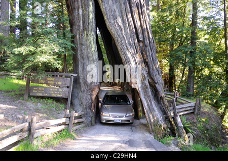 Redwoods National Park, California, USA - Drive Tree Banque D'Images