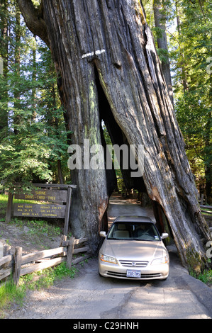 Redwoods National Park, California, USA - Drive Tree Banque D'Images