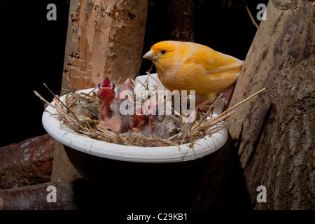 Canaries (Serinus canaria). Alimentation parents deux jours les poussins. 'Race' de Fife. Dans une volière avec les poussins dans un nid artificiel pan. Banque D'Images