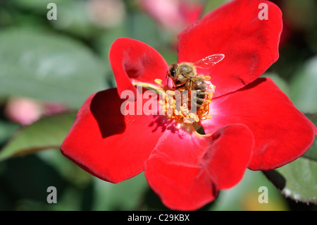 La collecte du pollen d'abeille et rose Banque D'Images