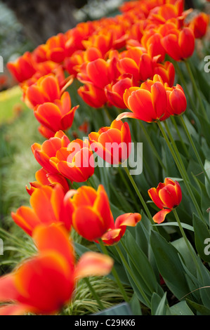 'World's favorite' Tulips Banque D'Images