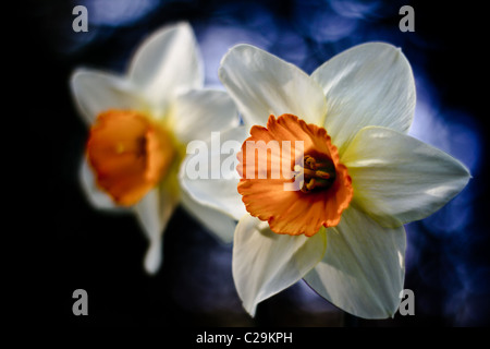 Des jonquilles (NARCISSUS GERANIUM) au printemps, UK Banque D'Images