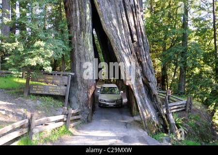 Redwoods National Park, California, USA - Drive Tree Banque D'Images