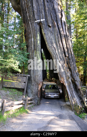 Redwoods National Park, California, USA - Drive Tree Banque D'Images