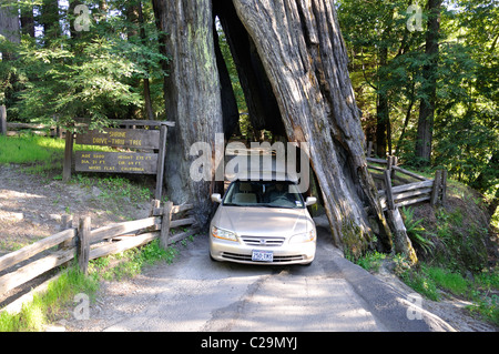 Redwoods National Park, California, USA - Drive Tree Banque D'Images