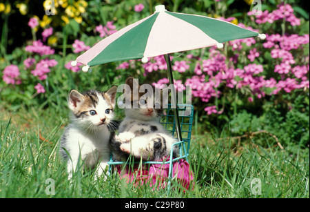 2 chatons assis sous brolly sur fauteuil de jardin miniature Banque D'Images