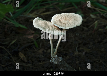 Marasmiellus candidus Marasmiellus (champignons). Banque D'Images