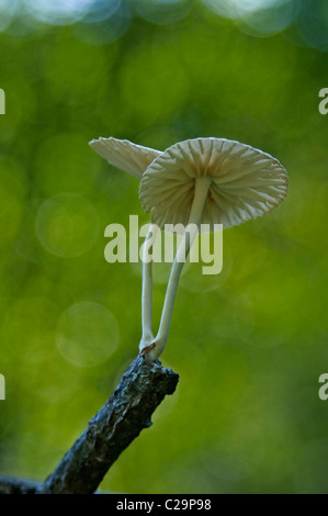 Marasmiellus candidus Marasmiellus (champignons). Banque D'Images