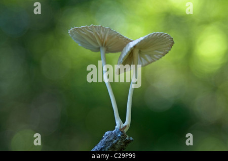 Marasmiellus candidus Marasmiellus (champignons) Banque D'Images