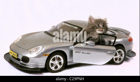 Kitten playing dans porsche jouet Banque D'Images