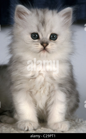 Petit Chaton persan silver spotted Banque D'Images