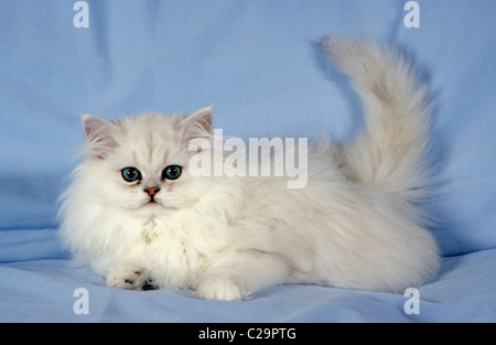 Chaton persan silver spotted Banque D'Images