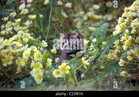 Petite tabby kitten playing in garden Banque D'Images