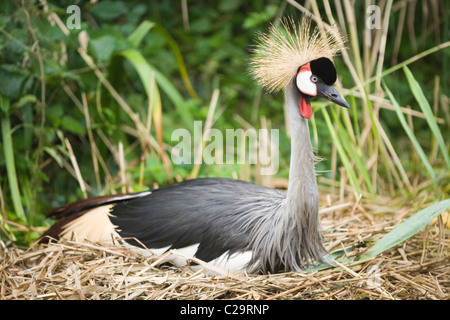 L'Afrique de l'Est, gris ou grue couronnée (Balearica regulorum gibbericeps). Incubation des œufs sur son nid. Banque D'Images