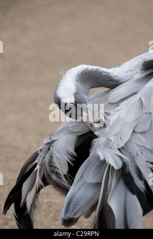 Commun, ou grue Eurasienne (Grus grus). Plume et les soins et l'entretien du plumage. Au lissage. Pour atteindre la glande uropygienne oil sur la queue. Banque D'Images