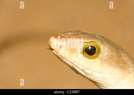 Boomslang (Dispholidus typus) en Ouganda Banque D'Images