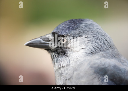 Choucas (Corvus monedula). Portrait d'un oiseau adulte. Banque D'Images