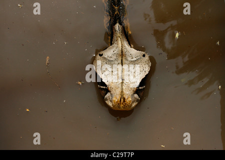 Gaboon Viper Bitis gabonica (), l'Ouganda. C'est la plus grosse viper et possède le plus long crocs et plus haut rendement venin d'un serpent Banque D'Images