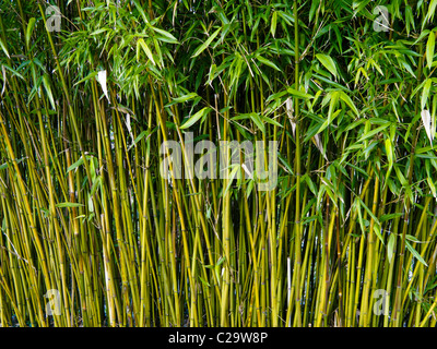 De plus en plus de tiges de bambou à John Hillier Gardens, Romsey, Hampshire, Angleterre. Banque D'Images