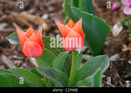 Fleurs Tulipes au printemps en Virginie, USA Banque D'Images