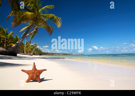 Étoile de mer sur la plage des Caraïbes avec palm Banque D'Images