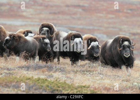 Troupeau de bœufs musqués Norvège Dovre Banque D'Images