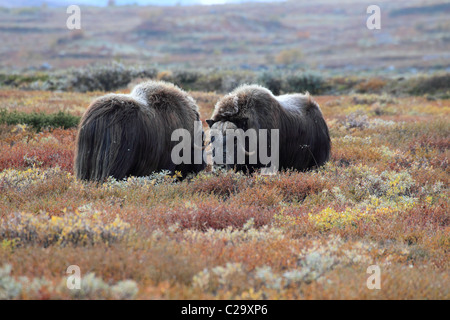 Bœufs musqués Dovre Norvège NP Banque D'Images