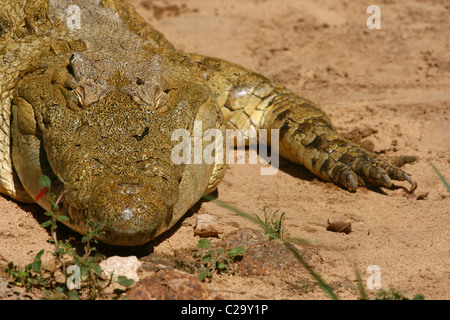 Crocodile du Nil au soleil Banque D'Images