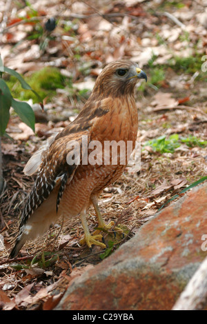Red-Tailed Hawk (oiseaux en captivité). Virginie, USA Banque D'Images