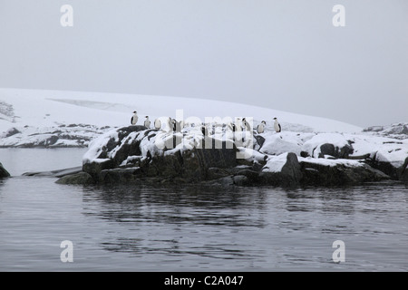 L'Antarctique [baise] [Phalacrocorax atriceps) bransfieldensis] (sur les roches dans [Pleneau Bay], [à l'Ouest La Terre de Graham] [Péninsule Antarctique] Banque D'Images