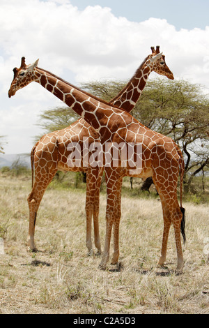 Deux girafes réticulée debout ensemble dans la réserve nationale de Samburu, Kenya Banque D'Images