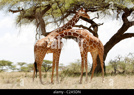 Deux girafes réticulée debout ensemble dans la réserve nationale de Samburu, Kenya Banque D'Images