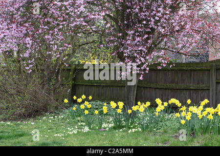 Prunier rose et des jonquilles Cambridgeshire Banque D'Images