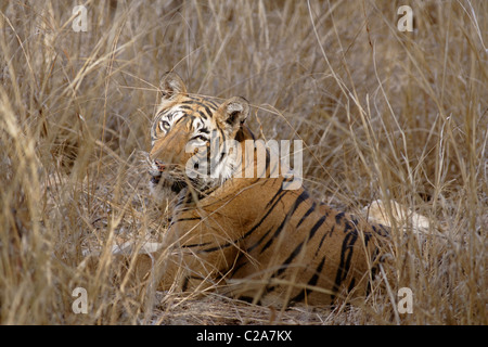 Un tigre du Bengale caché à l'intérieur le camouflage et à regarder la caméra, Ranthambore. ( Panthera tigris ) Banque D'Images