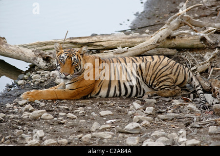 Un tigre du Bengale en appui sur le bord d'un lac en été à la Réserve de tigres de Ranthambore, le Rajasthan en Inde. ( Panthera Tigirs ) Banque D'Images