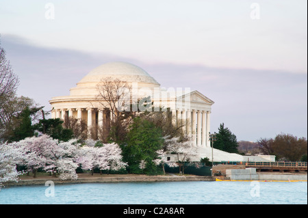 Le Jefferson Memorial à Washington DC au cours de l'assemblée annuelle de la floraison des cerisiers autour du Tidal Basin. Banque D'Images