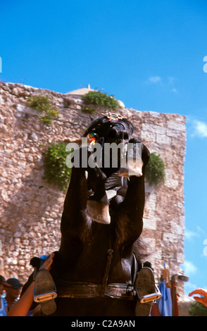 Jaleo Menorquina horse sur le Monte Toro Es Mercadal Menorca island, Îles Baléares Banque D'Images