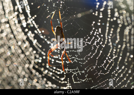 Araignée avec de l'eau Gouttes Golden Spider Orb Banque D'Images