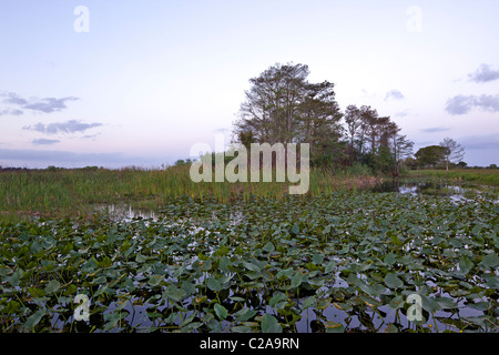 Tôt le matin à l'aube dans les Everglades en Floride Banque D'Images