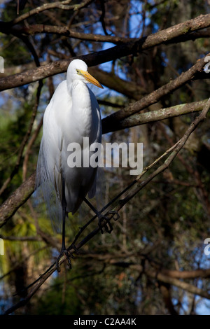 Grande Aigrette (Ardea alba) équilibre sur une branche au sein de l'État Homosassa Wildlife Park Banque D'Images