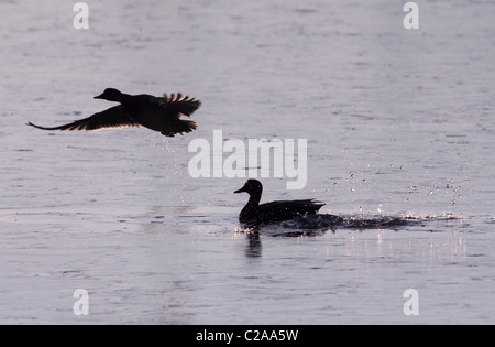 Le Canard chipeau Canard décollant de étang d'oiseaux des marais de l'Ohio de zones humides de la rive du lac étang troupeau de volet de l'eau splash jeu fly battant glace silhouette Banque D'Images