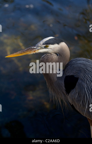 Grande Aigrette (Ardea alba) équilibre sur une branche au sein de l'État Homosassa Wildlife Park Banque D'Images