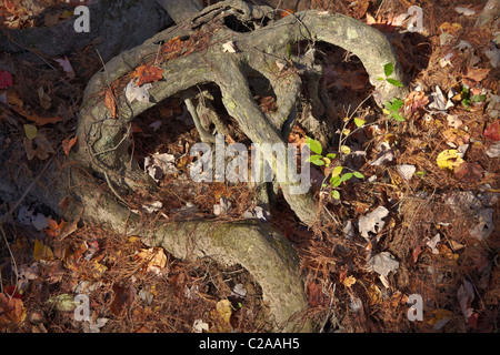 Racines anthropomorphes à Battle Creek Cypress Swamp, Prince Frederick, Maryland. Banque D'Images