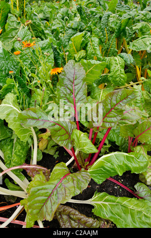 Mangold (Beta vulgaris var. cicla 'Rhubarbe Chard') et de souci officinal (Calendula officinalis) Banque D'Images