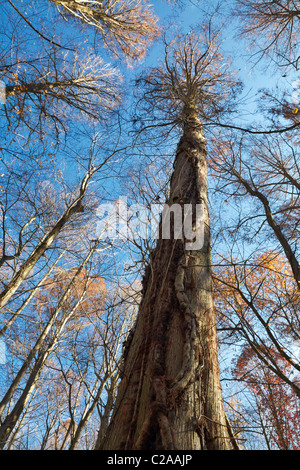 Jusqu'à l'élévateur d'un cyprès chauve à l'auvent de 100 pieds à Battle Creek Cypress Swamp, Prince Frederick, Maryland. Banque D'Images