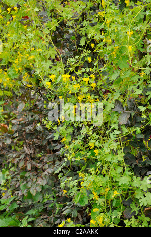 Secteur de capucine (tropaeolum peregrinum tropaeolum canariense) syn. Banque D'Images