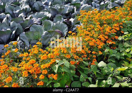 Chou rouge (Brassica oleracea var. Capitata F. rubra), marigot français (Tagetes patula 'Sunburst Orange') et haricot vert (Phaseolus vulgaris) Banque D'Images